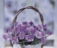 Purple Violets