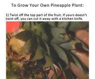 How to grow a pineapple plant