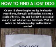 How to find a lost dog