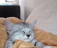Purrrfect peace