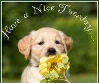 Have a nice Tuesday
