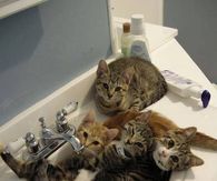Cats in a sink
