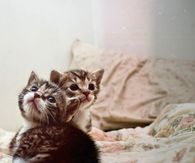 adorable kittens
