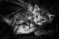 Mom Cat and Kitten