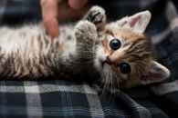 adorable kitten