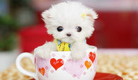 White Teacup Yorkie