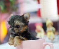 Teacup Yorkie In A Tea Cup