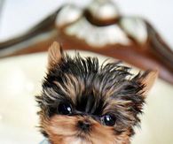 Teacup Yorkie In An Outfit