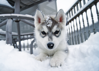 Dog in the snow