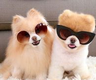Cool Dogs