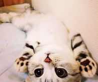 Kitten Being Cute
