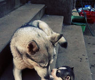 Dog and Puppy