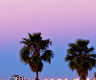 Sunset Over Palm Trees