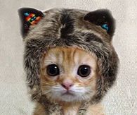 Dressed up kitty