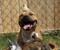 Adorable pitbull with animal friends