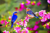 Spring