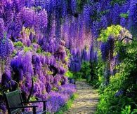 Garden Path of Purple Wisteria