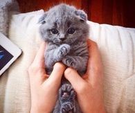 Gray Kitten