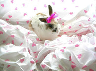 Cute Bunny
