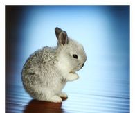 Adorable Little Bunny