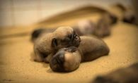 Newborn Puppies
