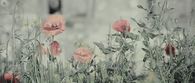 Flowers blowing in the wind
