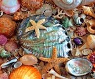 Seashells Gif