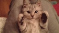 Kitty Paws Gif