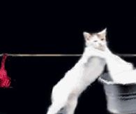 Laundry Day Gif