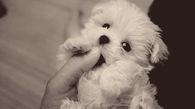 The Sweetest Puppy Ever!