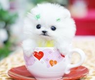 Cute Little Puppy