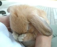 Praying bunny