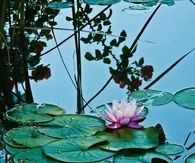 Lotus pond