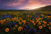 Flower fields