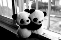 Panda hug