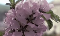 Purple flowers