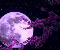 Purple Moon