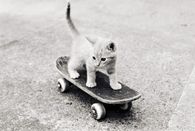 Skateboard kitten