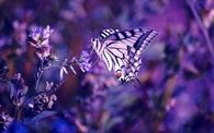 Purple butterfly