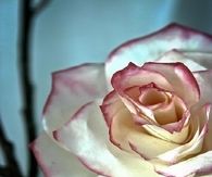 DIY Rose of Coffee Filter