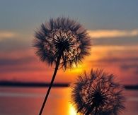 Dandelions 