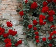 Red rose bush