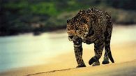 Leopard Gif