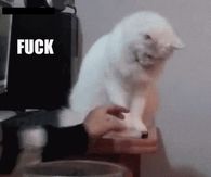 F This Cat Gif!