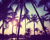 Palm trees at sunset