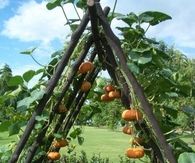 Pumpkin trellis idea