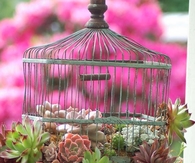DIY garden birdcage