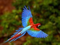 beautiful bird