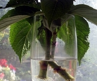 DIY Grow Hydrangea