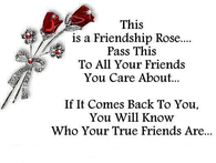 friendship rose